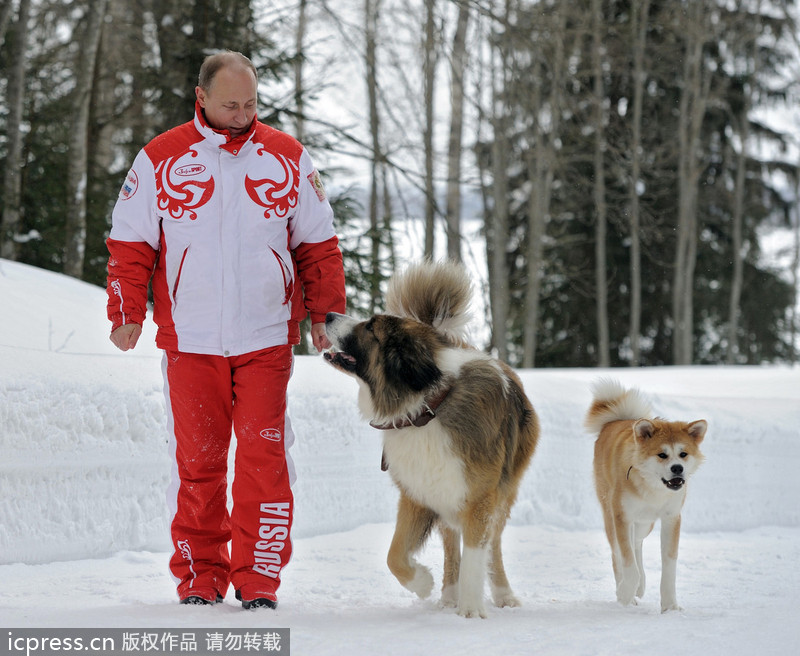 普京与秋田犬雪中嬉戏