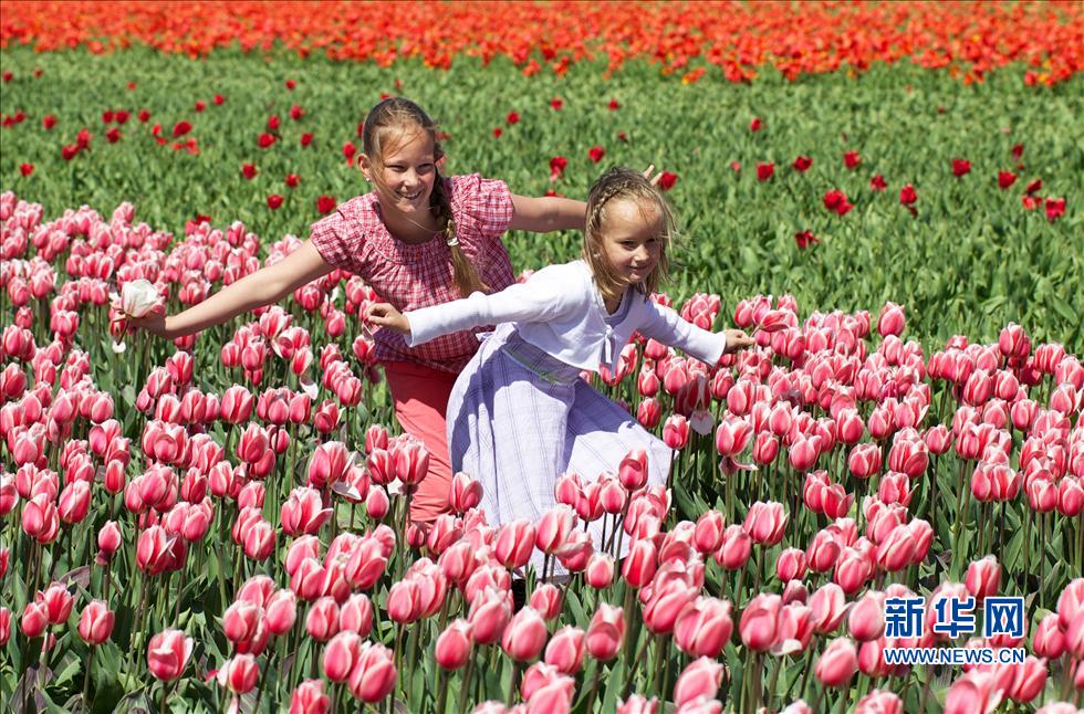 新华社发(西尔维亚·莱德尔摄)5月9日,在荷兰西部诺德维克近郊