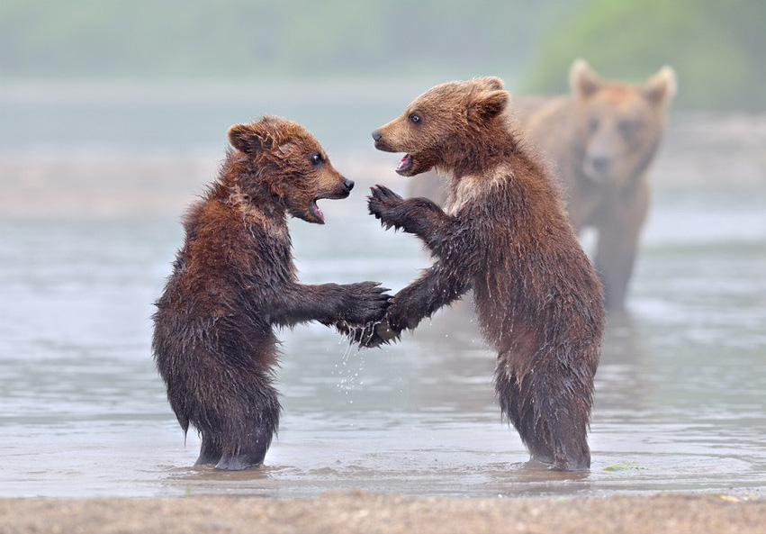 【无处不美好】动物间的友谊(组图)