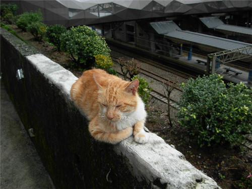 台湾超有爱猫村真正的喵星球 组图