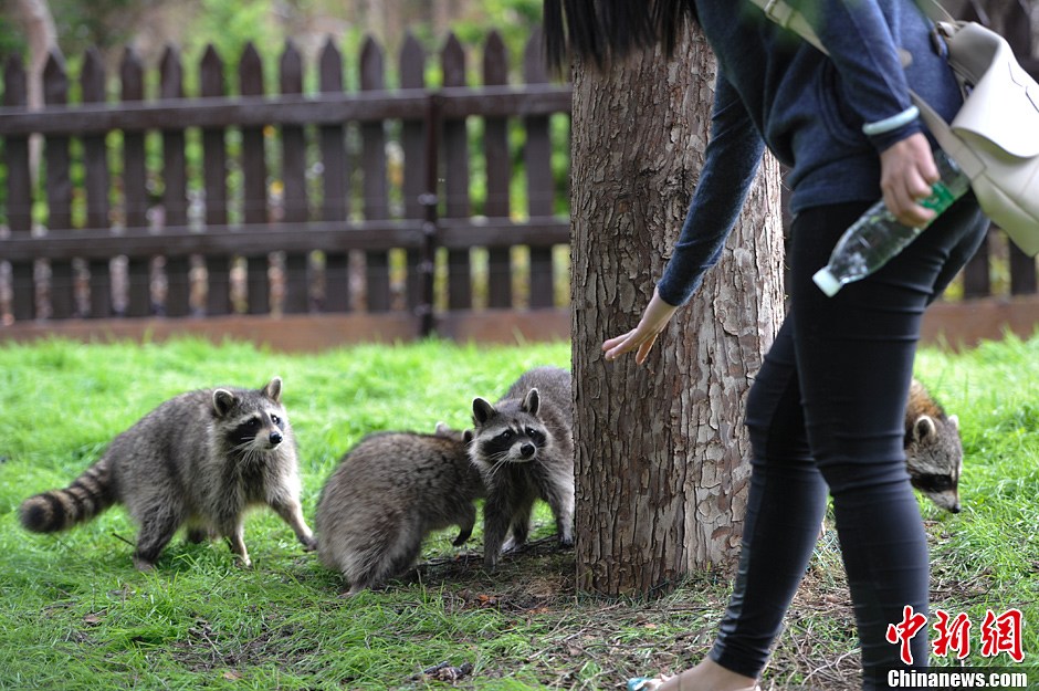 云南动物园浣熊迁新居