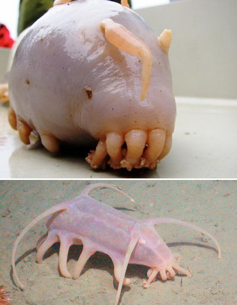 七大怪异海洋生物小妖精鲨鱼和海猪等