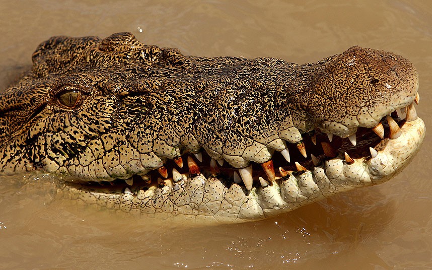 澳大利亚十种值得观赏的致命毒物