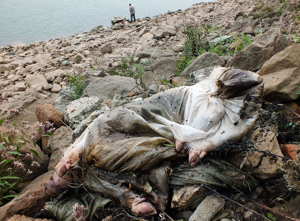 约百头死猪抛尸长江岸边恶臭熏天