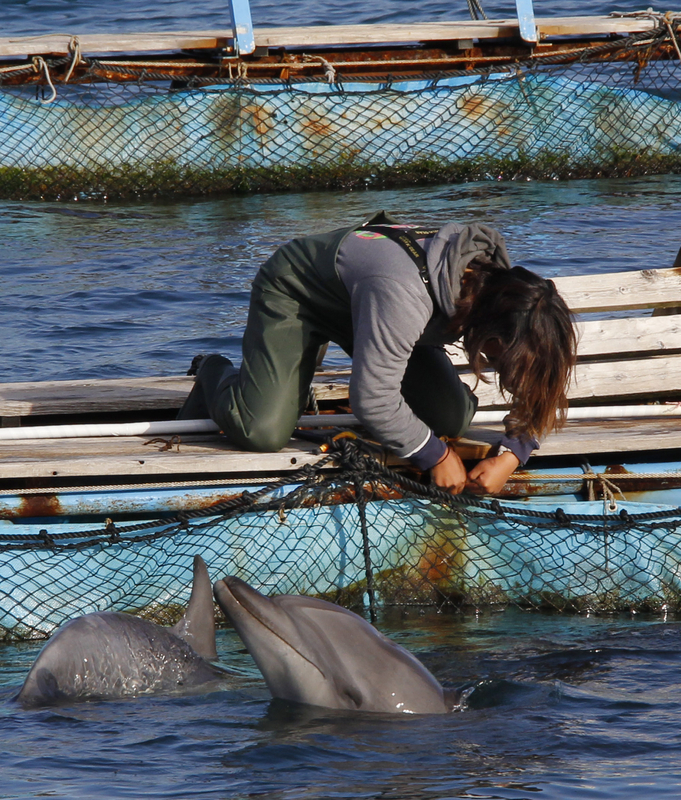 日本或20日开始大规模屠杀海豚 血腥场面将再现