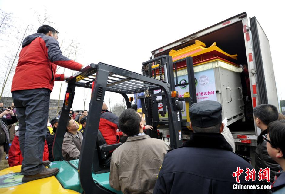 大熊猫"星徽","好好"启程赴比利时旅居
