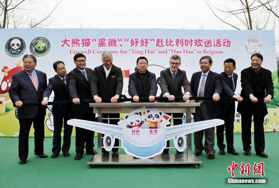 大熊猫"星徽","好好"启程赴比利时旅居