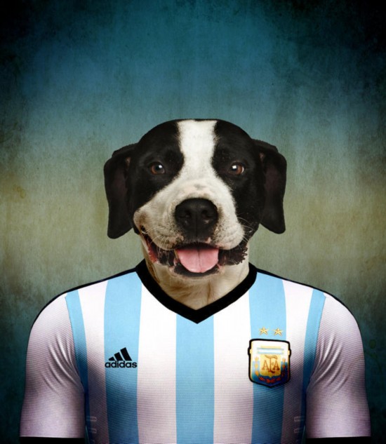 比利时摄影师拍了不起的世界杯狗演绎真正足球狗
