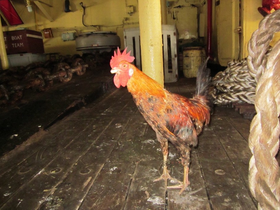 印度海军士兵在航母上养鸡?