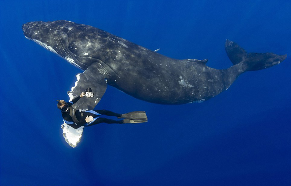 夏威夷潜水员与近16米长座头鲸亲密握手