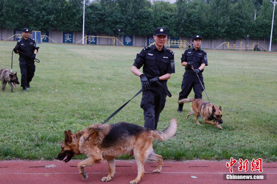 揭秘北京警方警犬训练基地