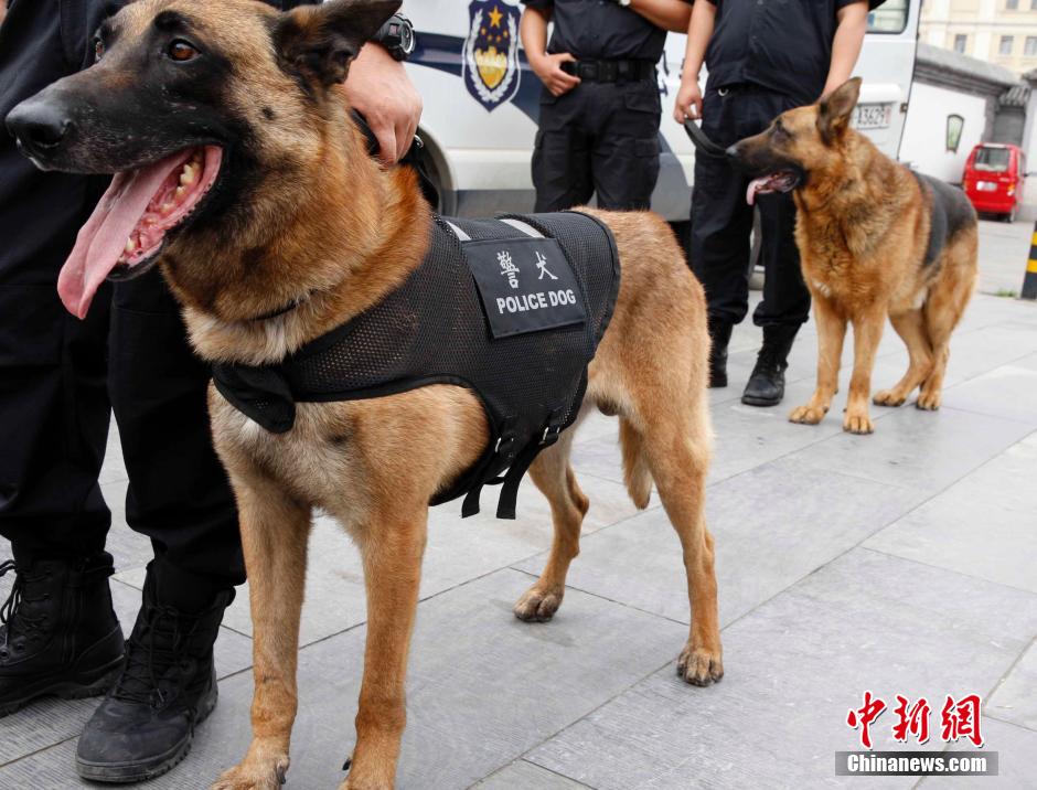 警犬技术工作是警方工作的重要组成部分.中新社发 任海霞 摄