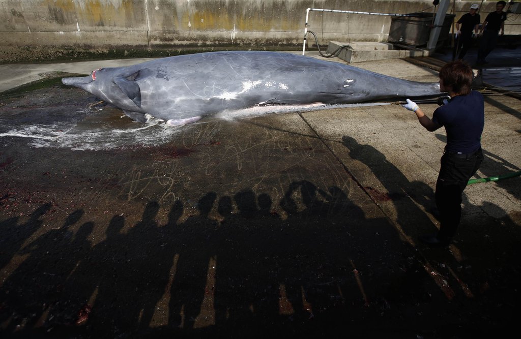 日本工人捕杀一头贝氏喙鲸开始一年一度捕鲸季