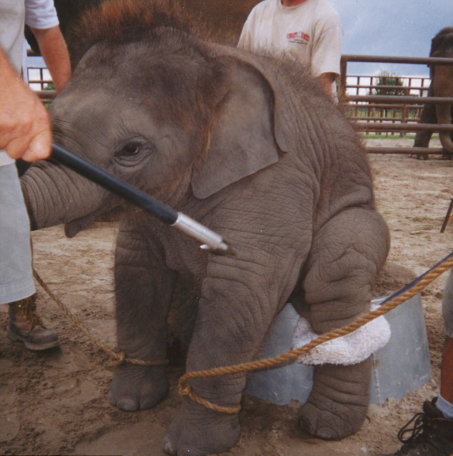 美作家新书曝马戏团大象被虐待细节(图)