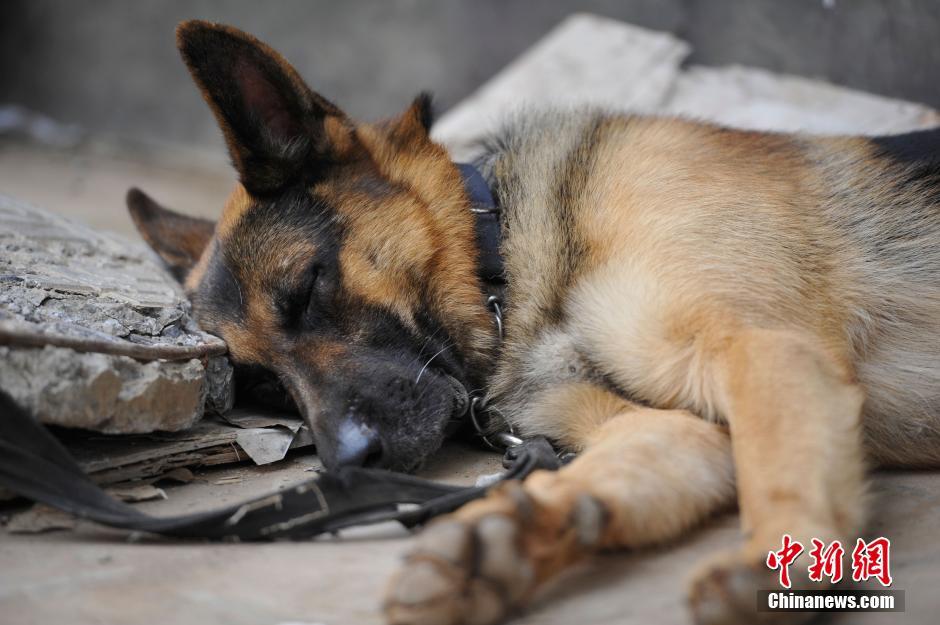鲁甸震区搜救犬超负荷工作病倒