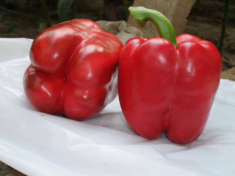 可缓解秋季过敏的6种食物