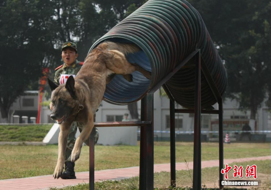 武警百余条警犬齐聚一决高下