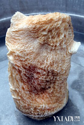 揭秘千年太岁肉灵芝到底是什么东西