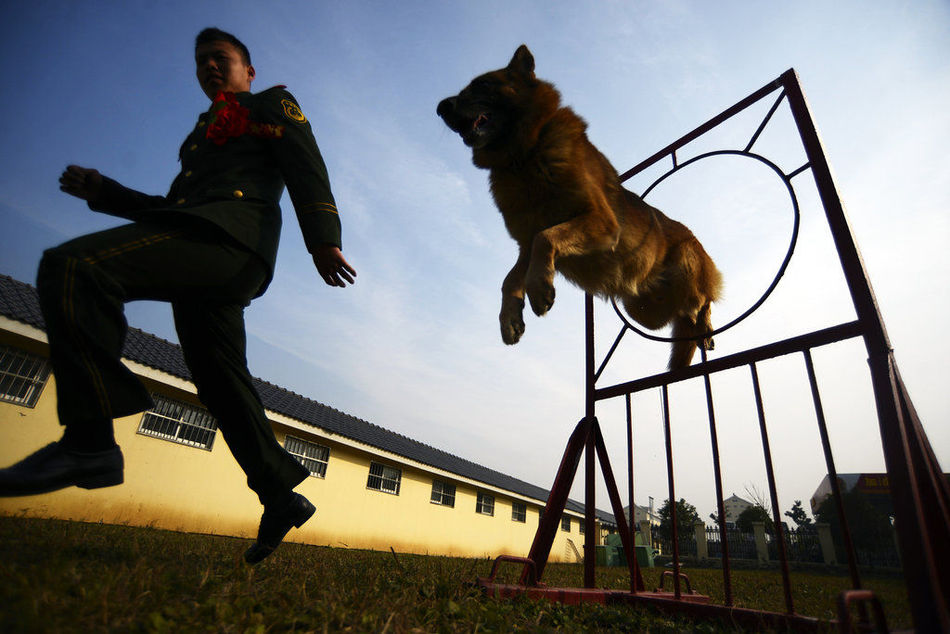 訓犬員退伍警犬緊咬行李不放