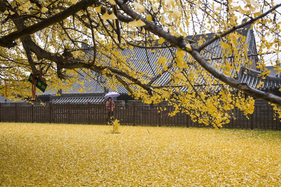 西安古寺千年银杏落叶宛若黄金毯