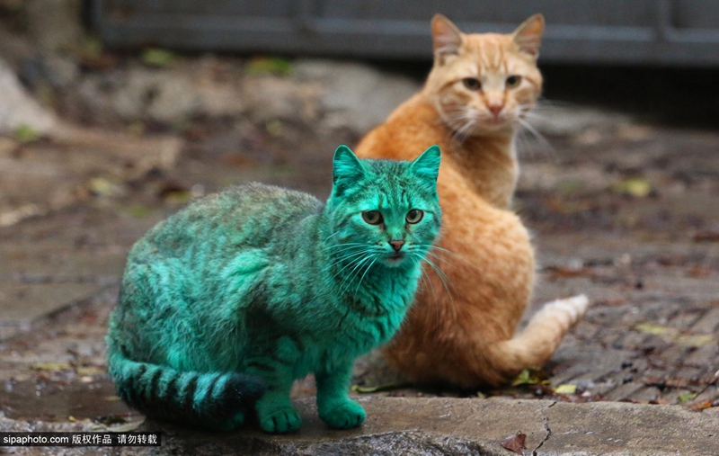 保加利亚小猫常年睡绿色油漆桶成 绿宝石猫