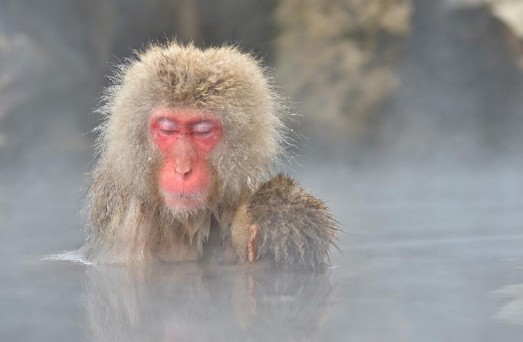 日本地狱谷猴子泡温泉图片