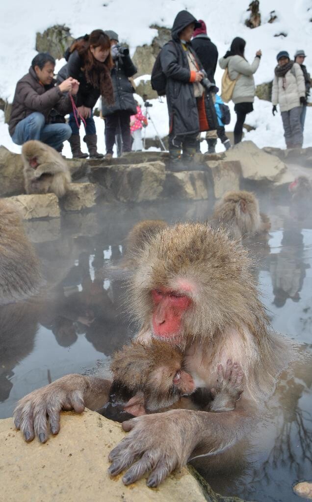 日本长野地狱谷雪猴子泡温泉成人气景点