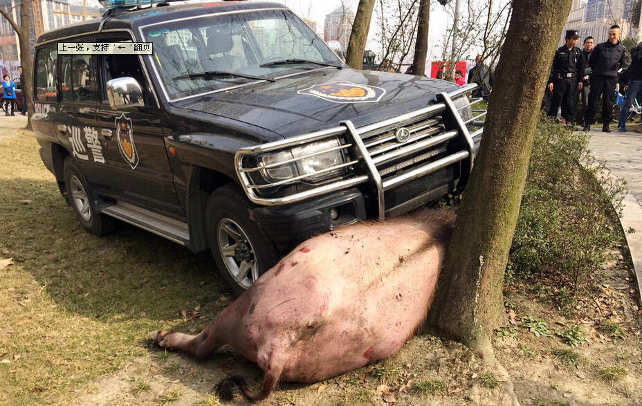 成都一疯牛逼停汽车连伤4人民警开枪将其制服