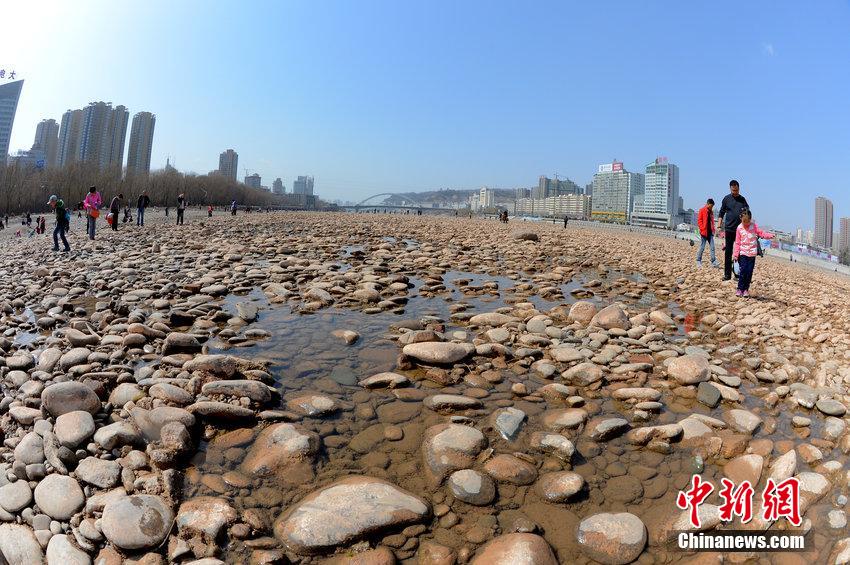 黃河蘭州段露底市民河心灘撿石頭