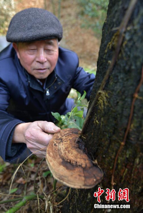 義烏山區現奇觀樹上長出野生靈芝木耳