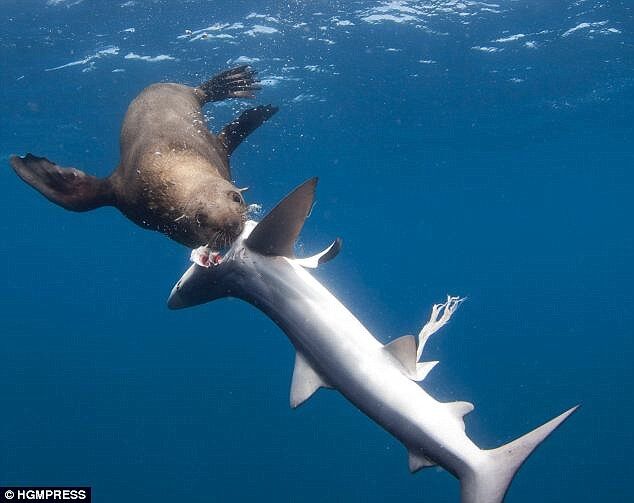 震撼一幕 南非海豹咬死鲨鱼吃掉内脏