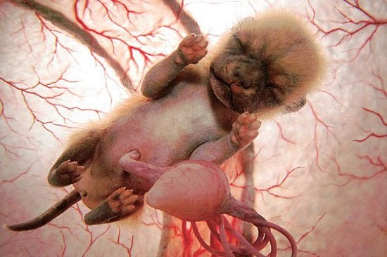 令人惊奇的动物胚胎照片