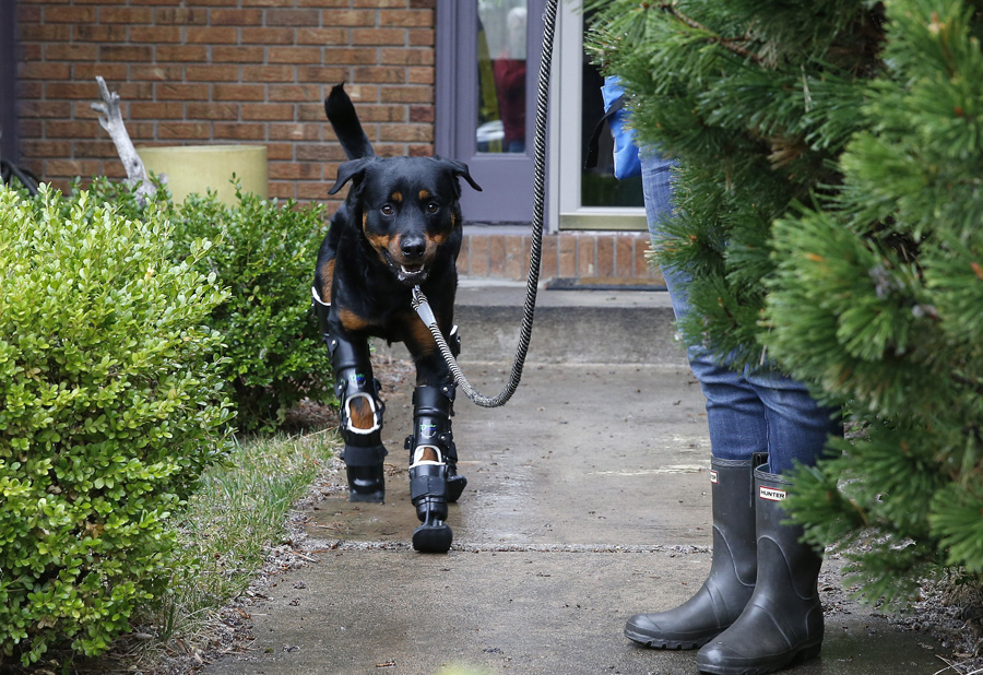 美国残疾狗狗四肢均为义肢被称为机器狗