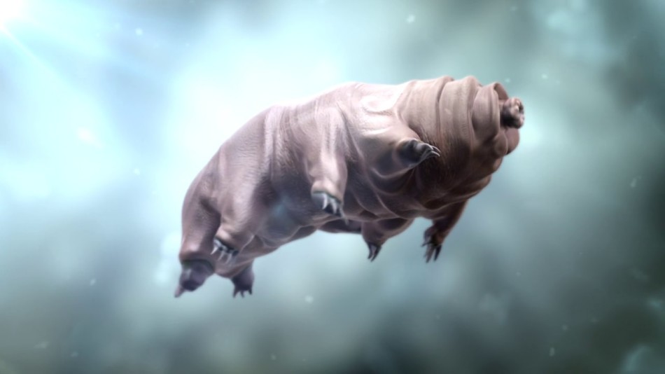 顽强的微小生命外太空极端环境都杀不死的水熊