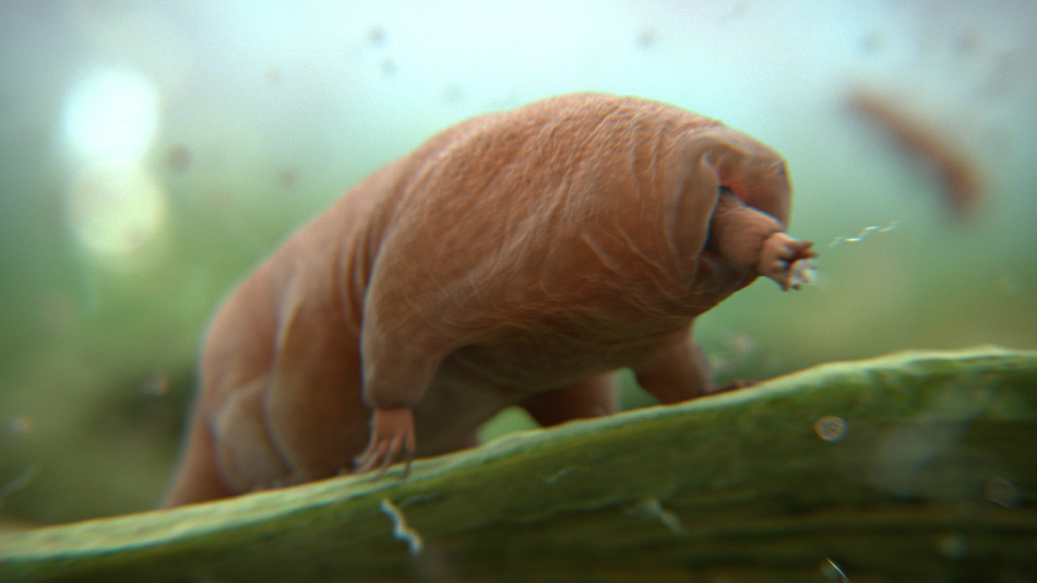 顽强的微小生命:外太空极端环境都杀不死的水熊