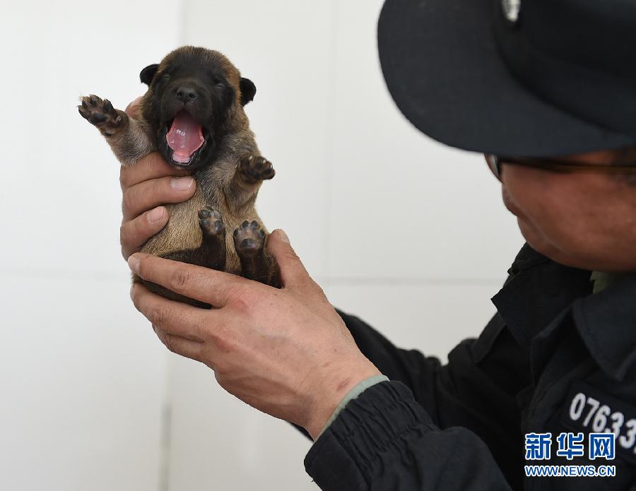 基地新出生的小军犬来卖个萌