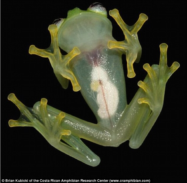 科学家发现新物种"玻璃蛙" 腹部透明可见内脏