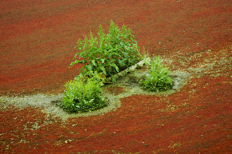湖北宜昌浮萍泛滥如红地毯