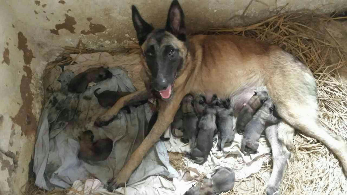 广西梧州1岁狼狗妈妈一窝产崽12只