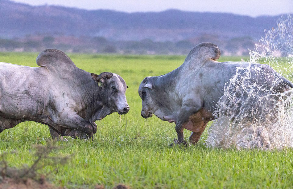惊人一幕:两头公牛为争夺配偶恶斗