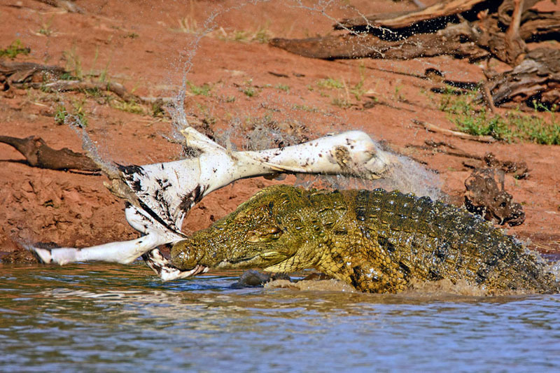 南非力量帝鳄鱼将斑马撕成碎片