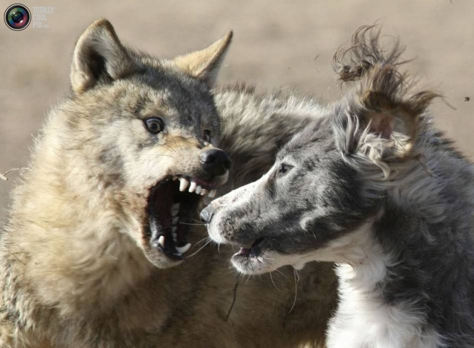 在吉尔吉斯斯坦传统狩猎节上,一只吉尔吉斯斯坦猎狼犬攻击一只被链条
