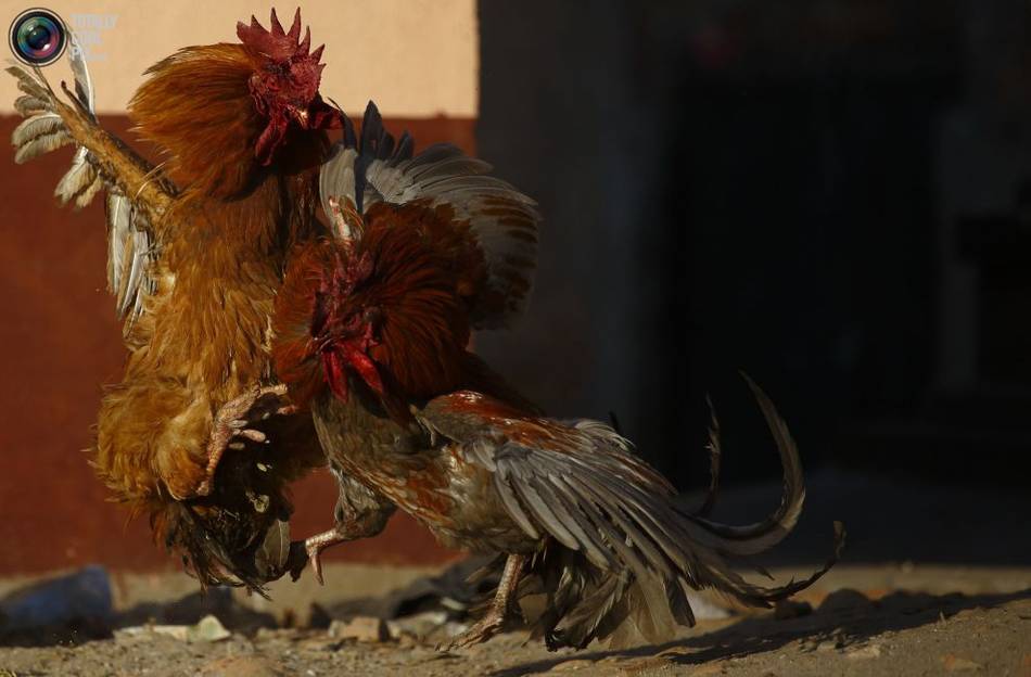 加德满都街头打斗的公鸡.