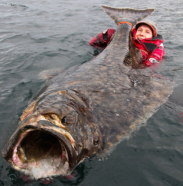 瑞典渔民捕获巨型比目鱼长2米重60斤