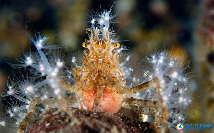 这是一只钝额曲毛蟹.