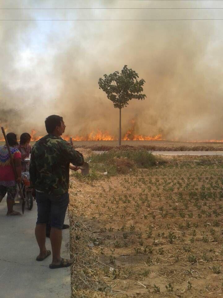 山东河南昨日大面积麦田起火