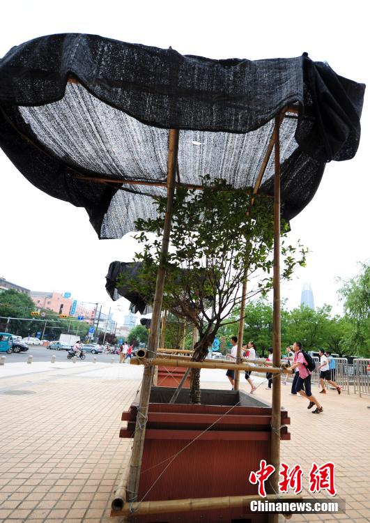 6月15日,济南街头树木撑起"遮阳伞"躲避烈日暴晒,吸引路人关注.