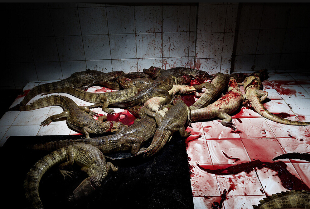 人类虚荣背后的血腥代价