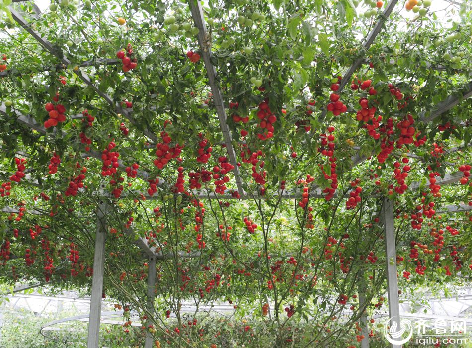 山东寿光成功培育单棵产6000斤西红柿树