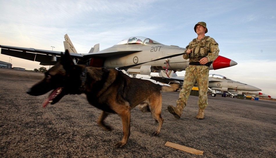 澳军饲养凶猛军犬看护主力大运